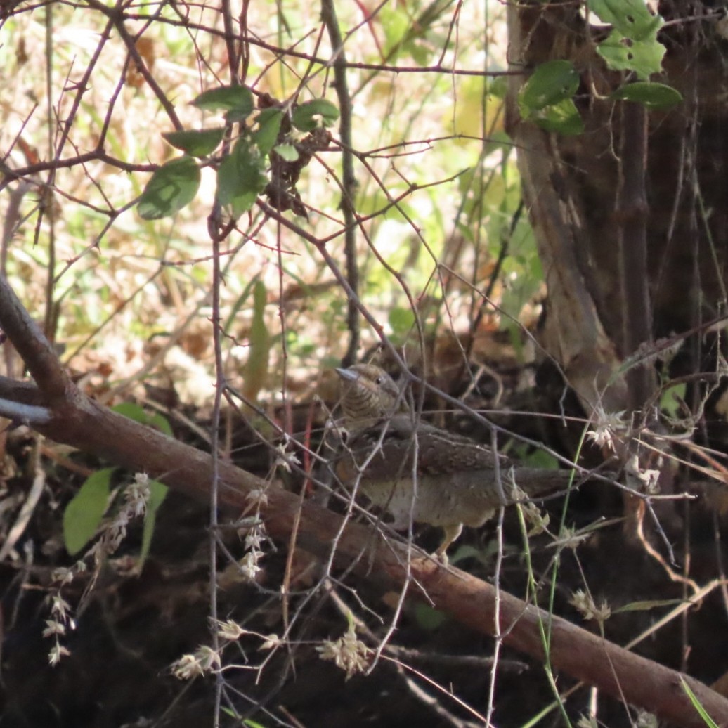 Wendehals - ML646684098