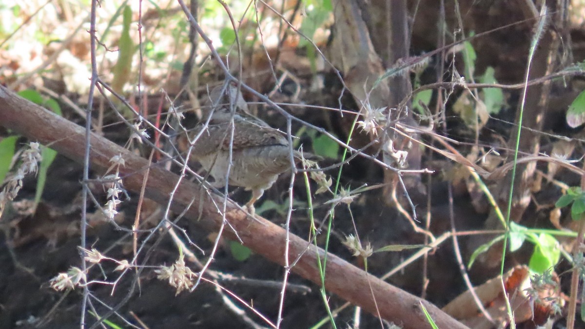 Wendehals - ML646684099