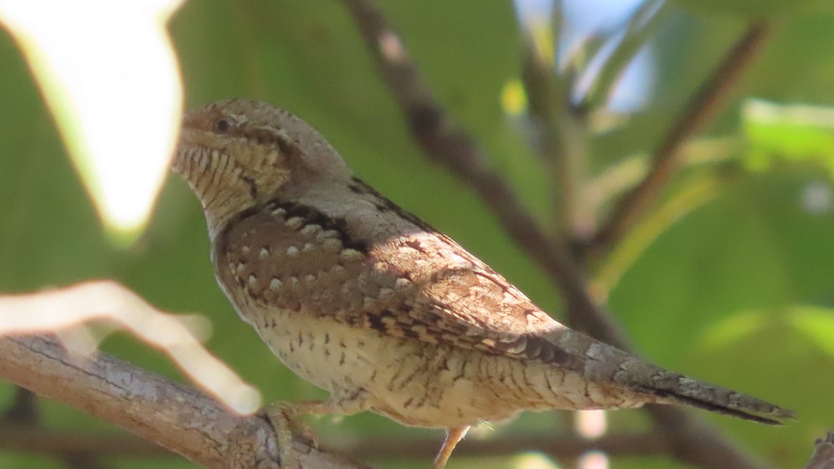 Wendehals - ML646684100