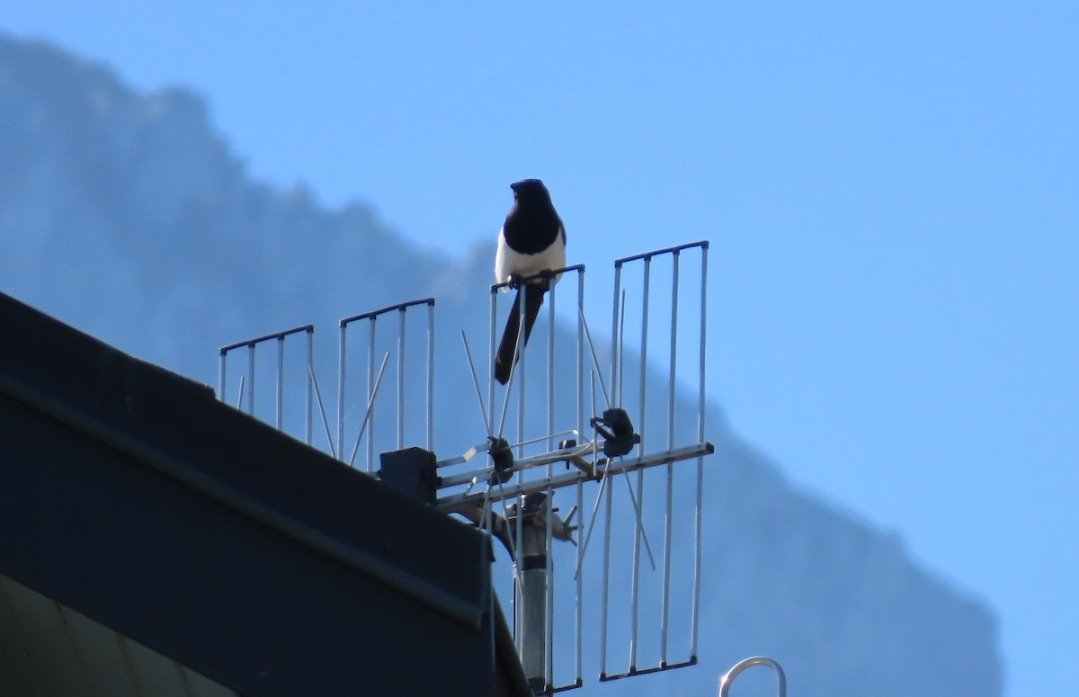 Elster - ML646684101