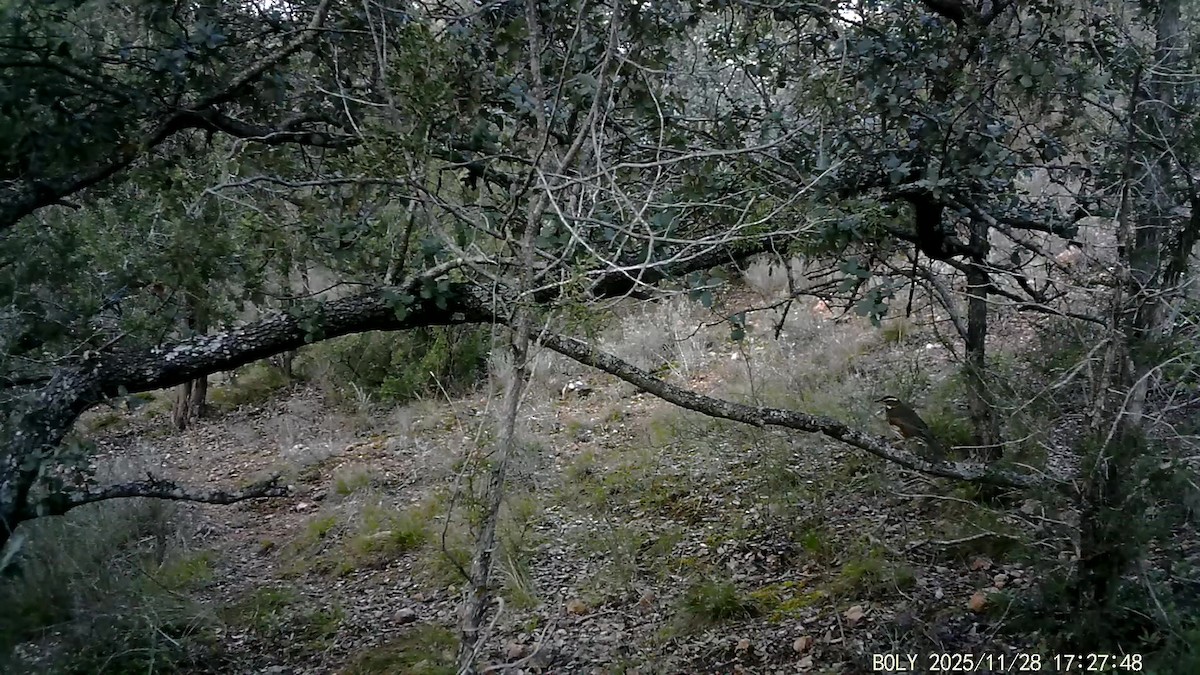 Redwing - ML646684104