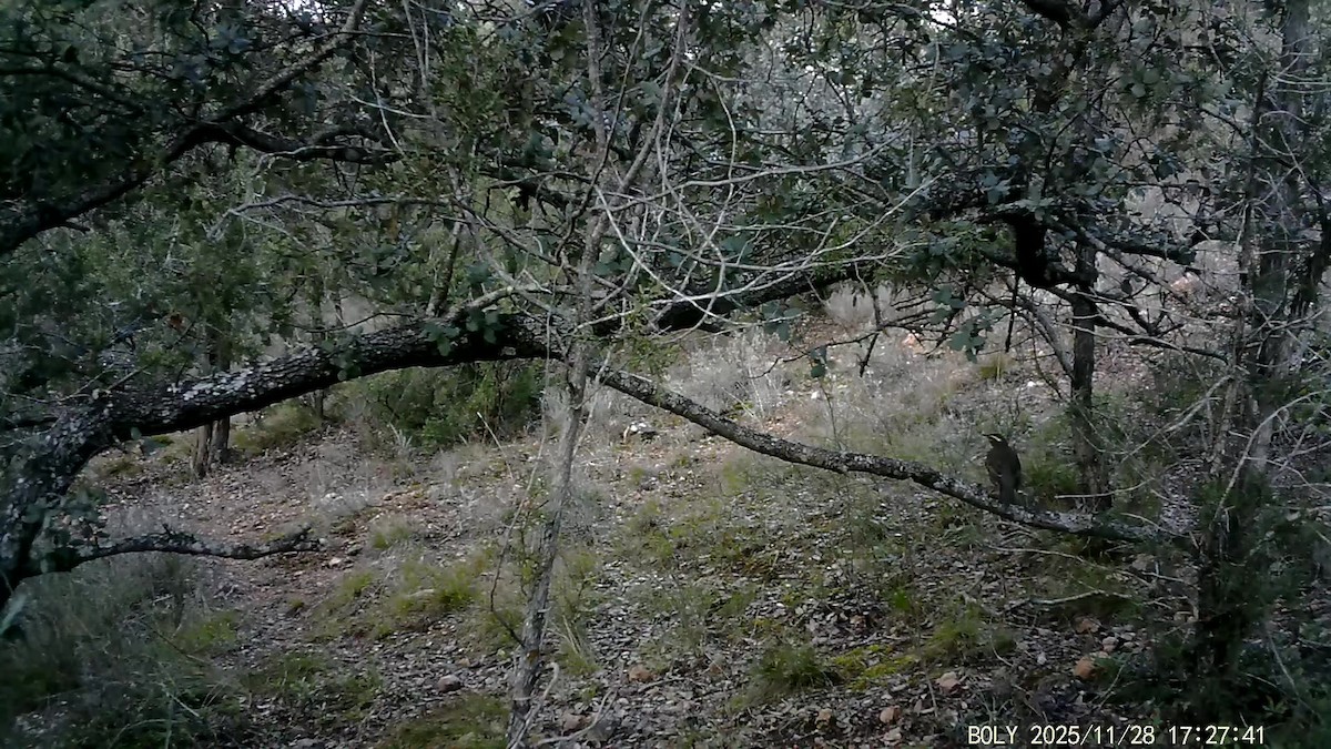 Redwing - ML646684105