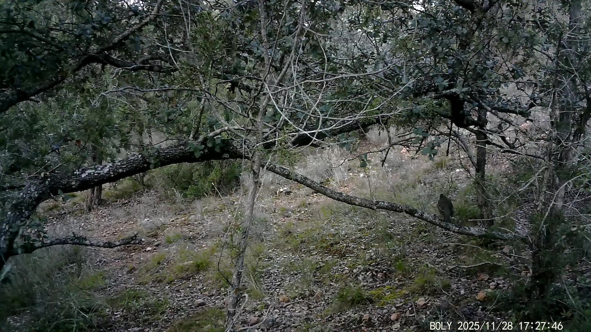 Redwing - ML646684106