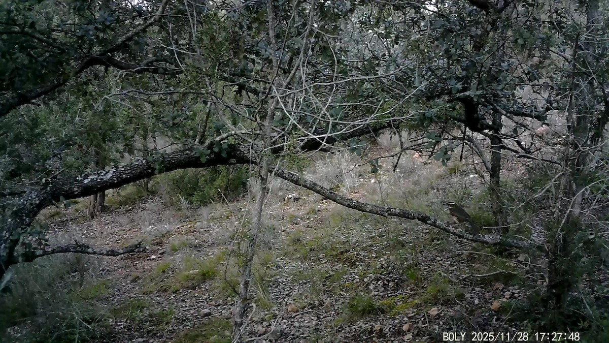 Redwing - ML646684107