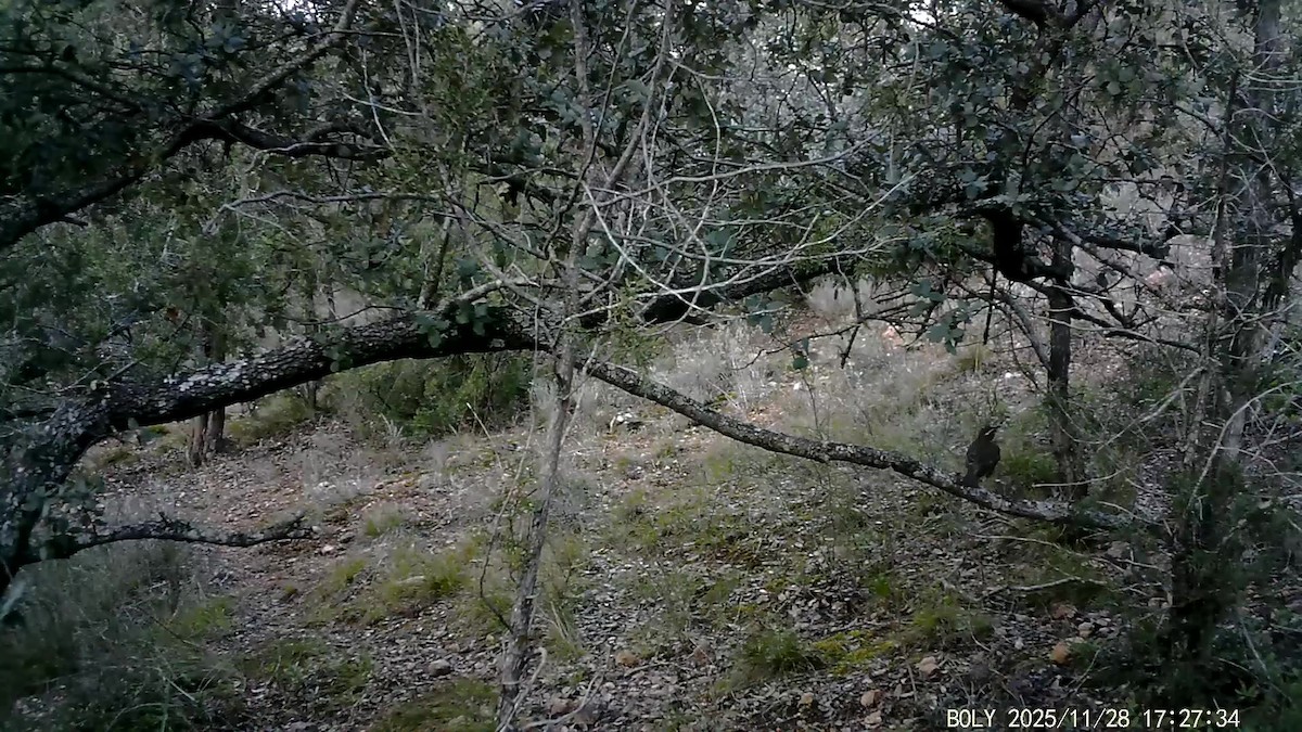 Redwing - ML646684108