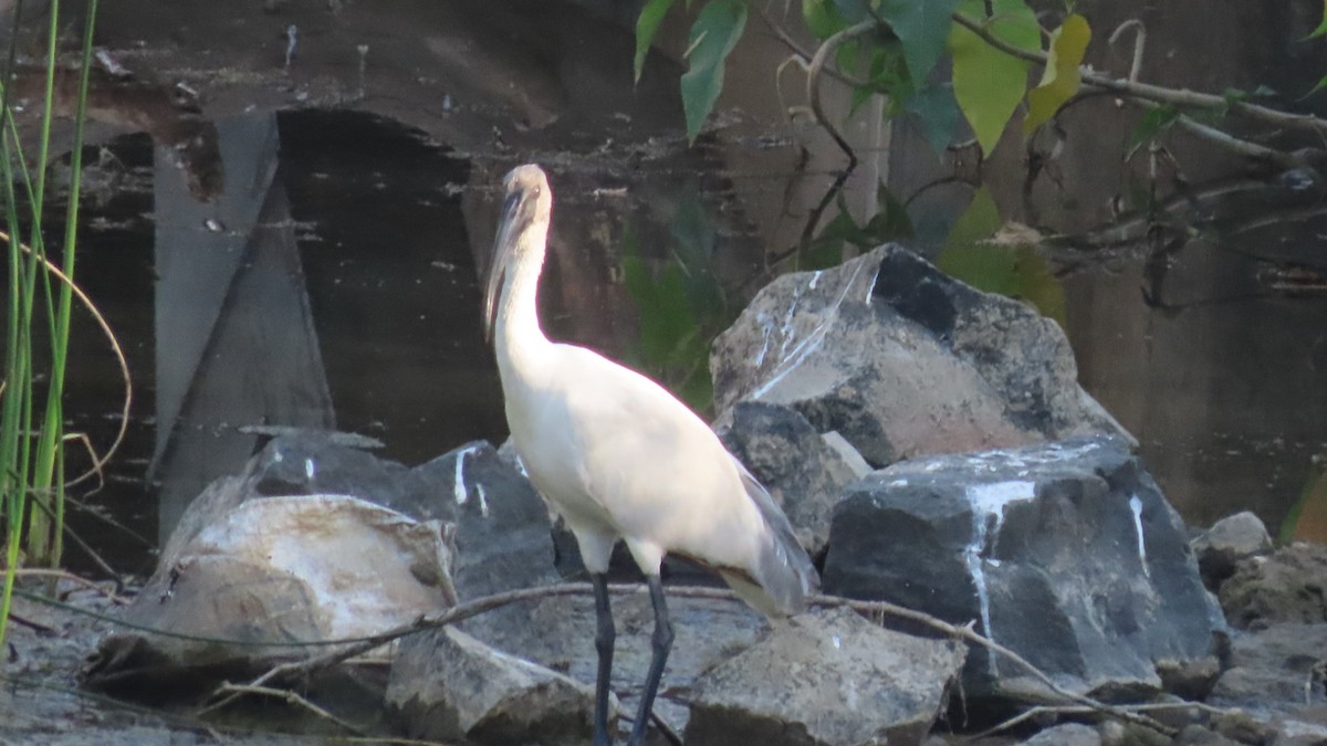 Schwarzkopfibis - ML646684113