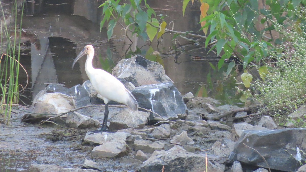 Schwarzkopfibis - ML646684116