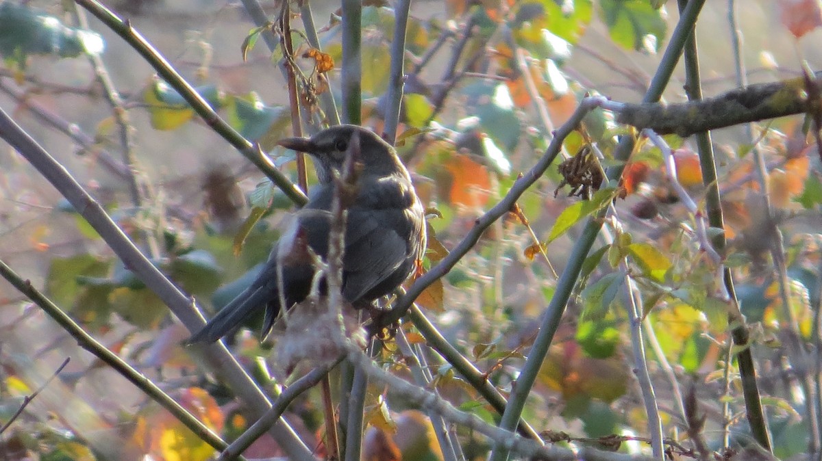 Eurasian Blackbird - ML646684118