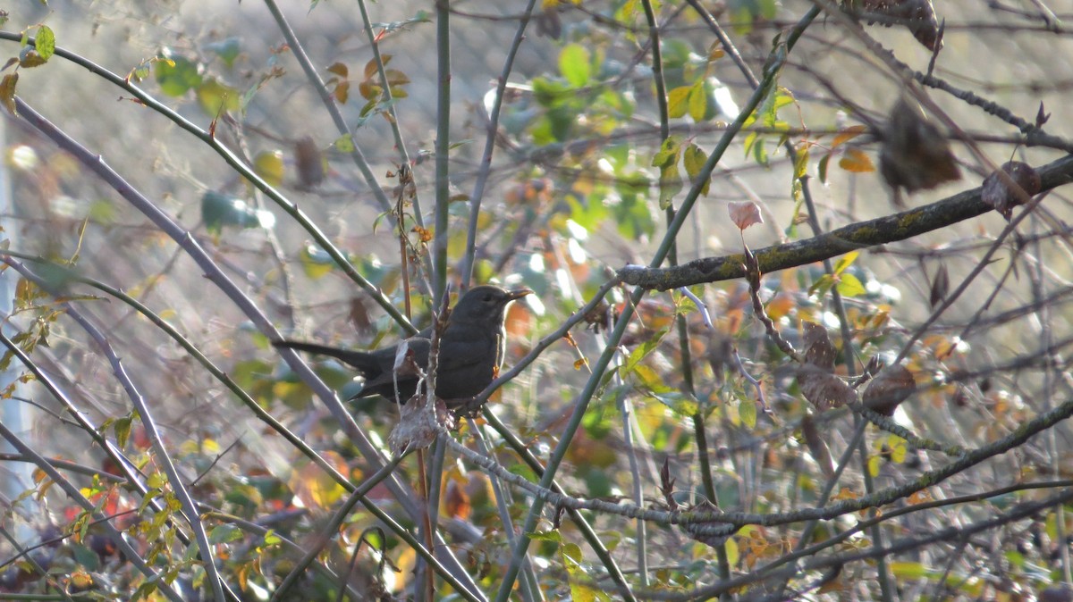 Eurasian Blackbird - ML646684119
