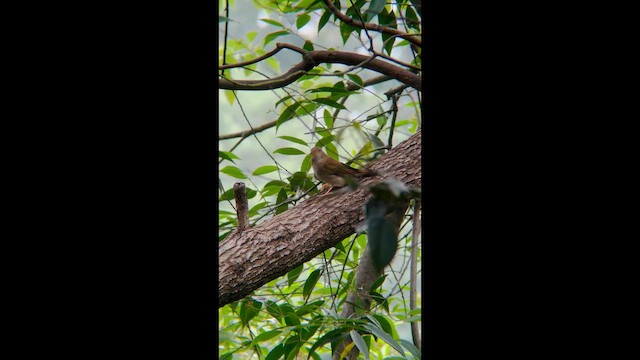 Джунглівниця північна - ML646684127