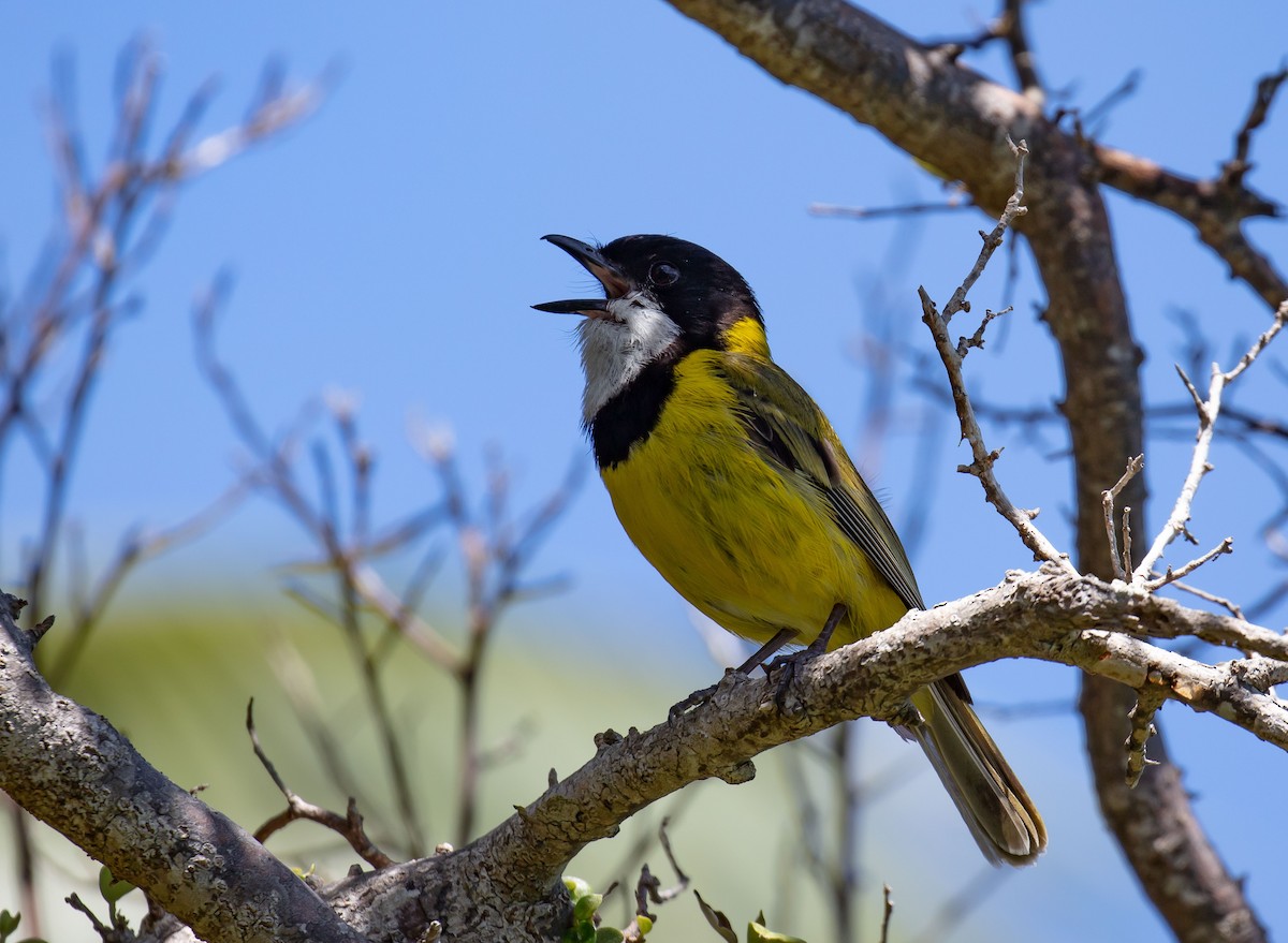 Golden Whistler - ML646684128