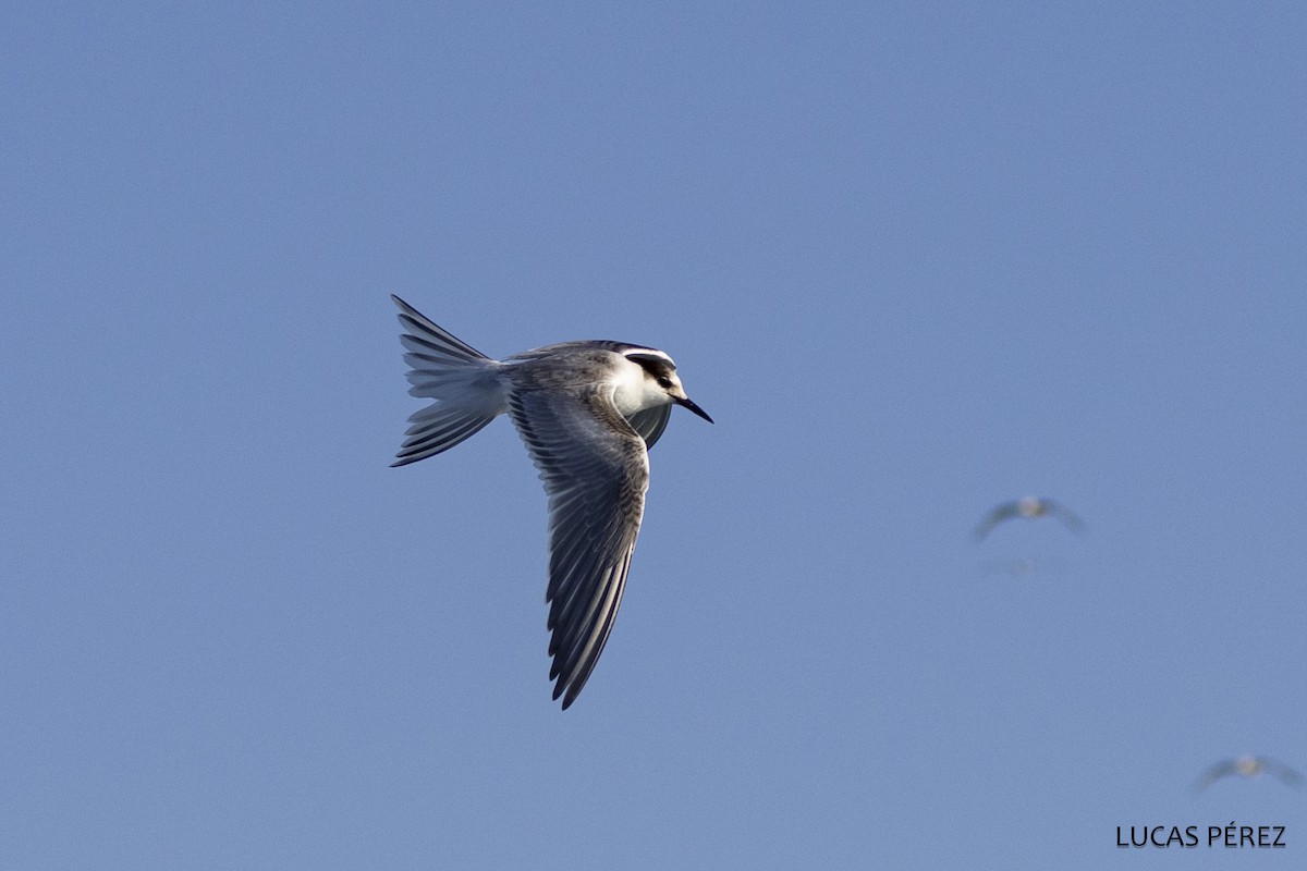 Common Tern - ML646684129