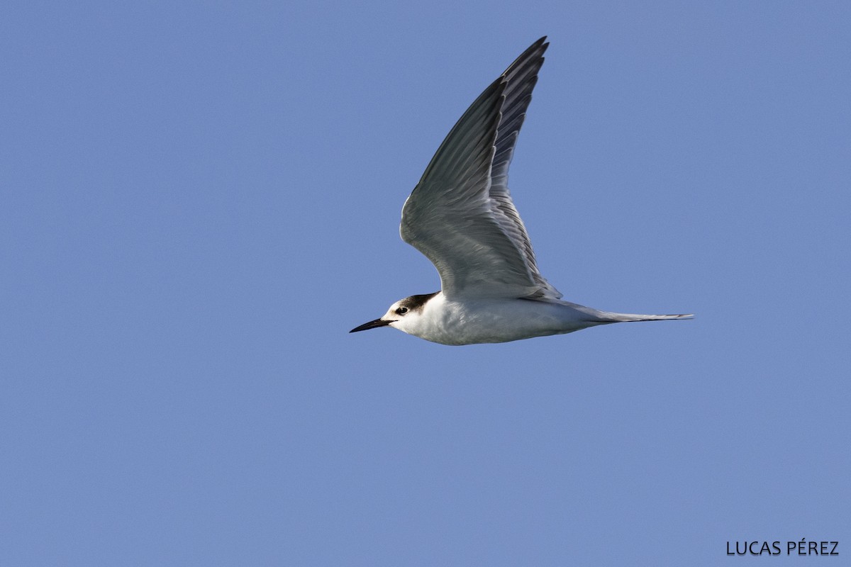 Common Tern - ML646684130