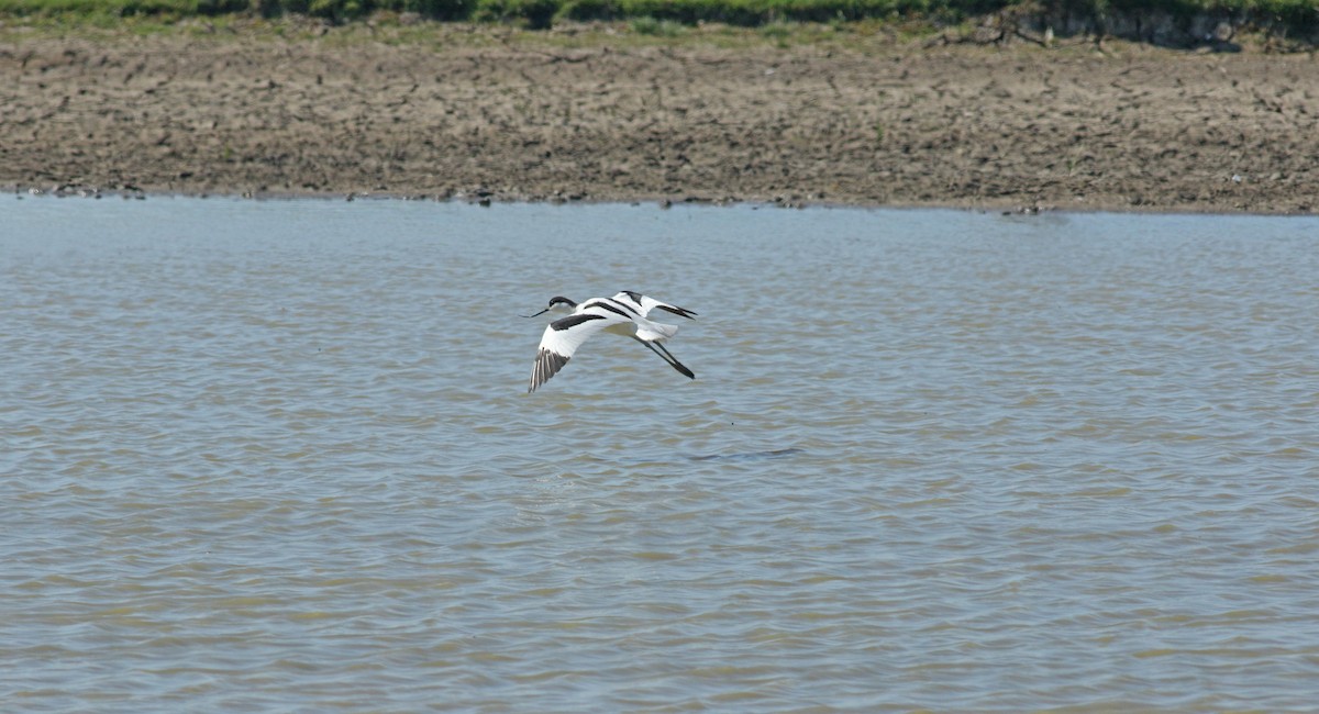 Avocette élégante - ML646684131