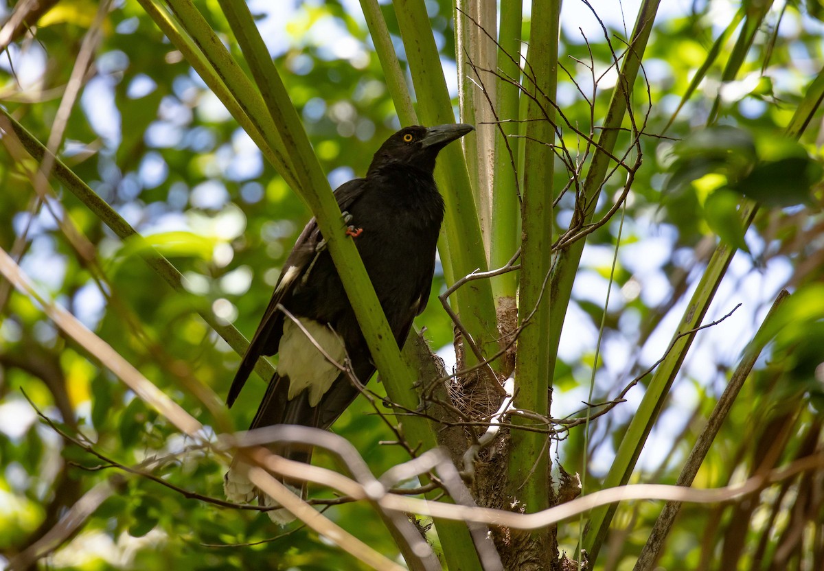Pied Currawong - ML646684132