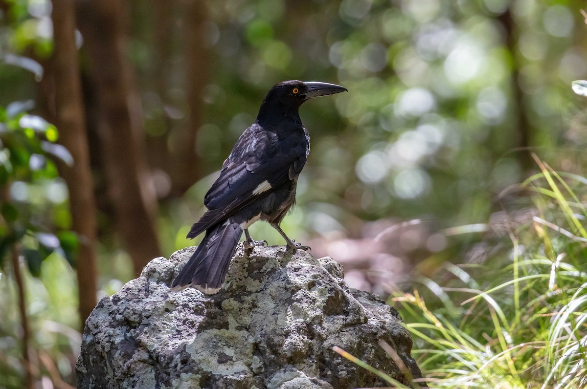 フエガラス - ML646684133