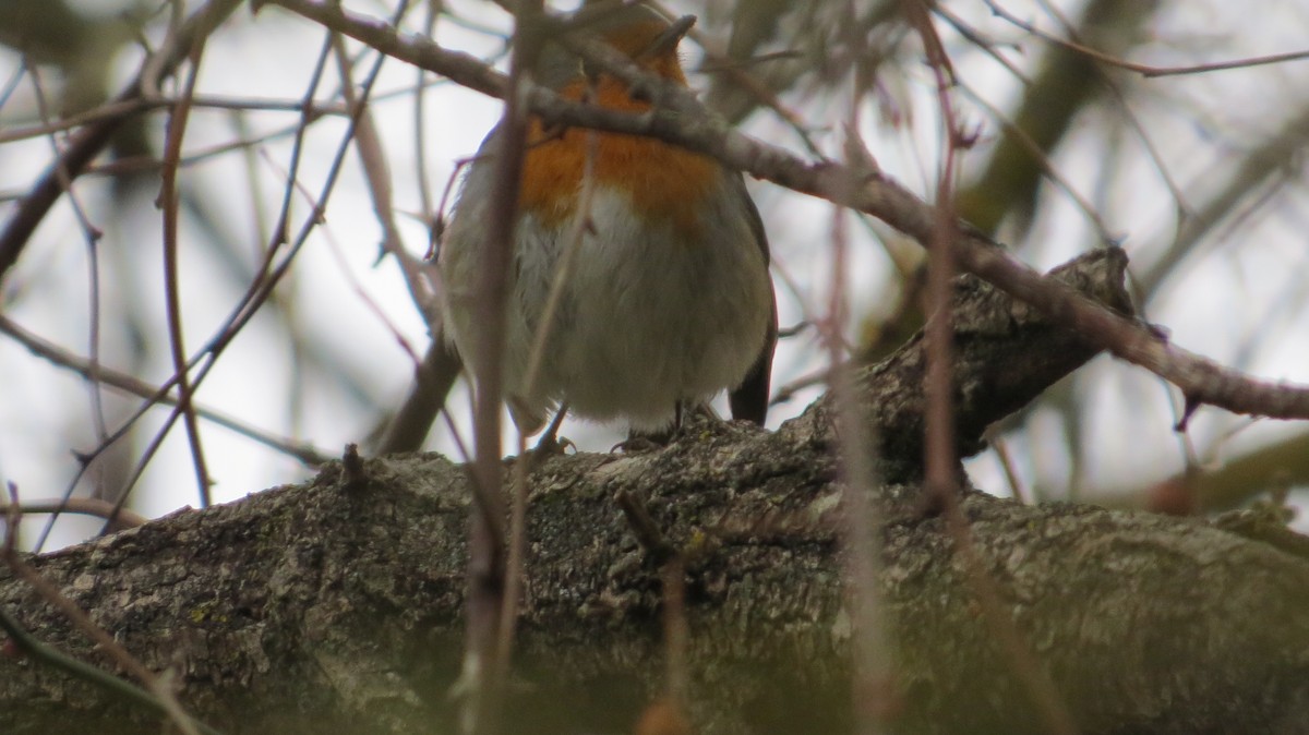 European Robin - ML646684134