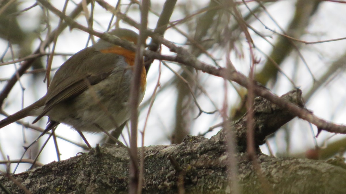 European Robin - ML646684135