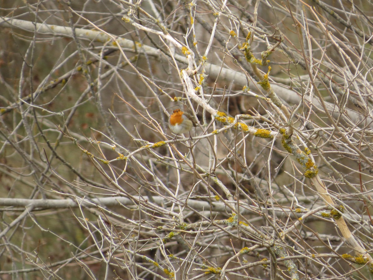 European Robin - ML646684136