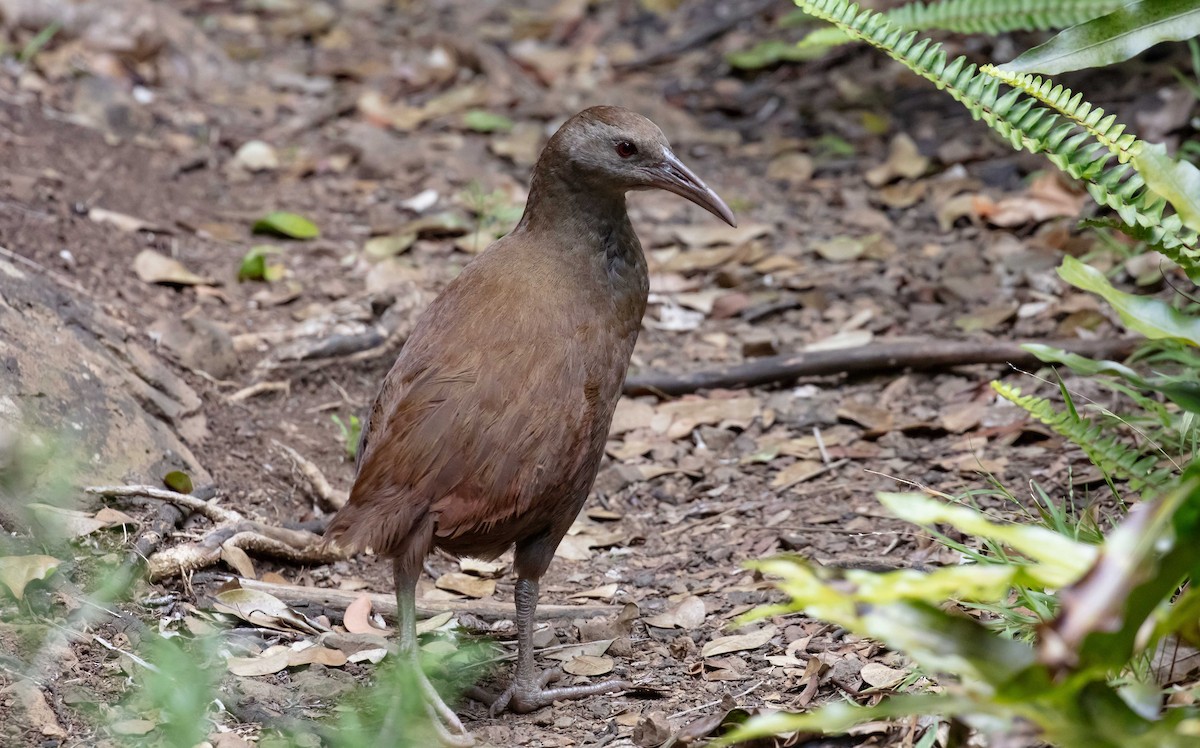 ロードハウクイナ - ML646684137