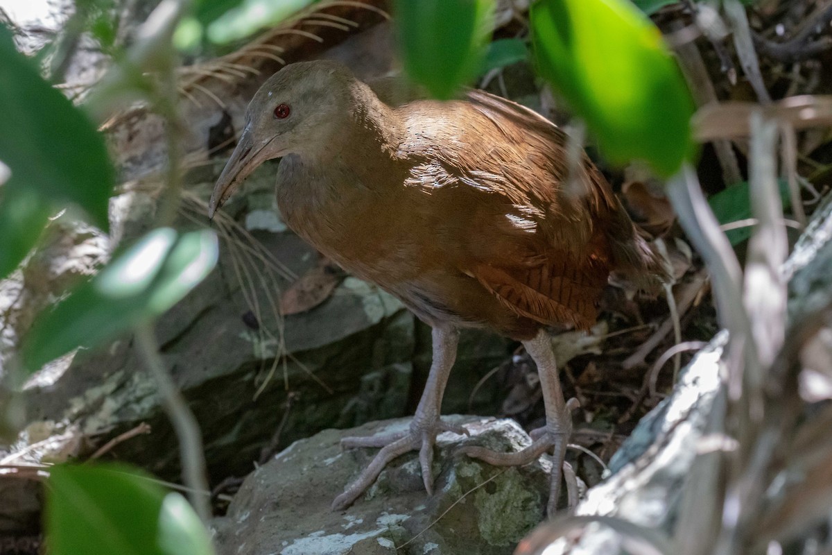 ロードハウクイナ - ML646684139