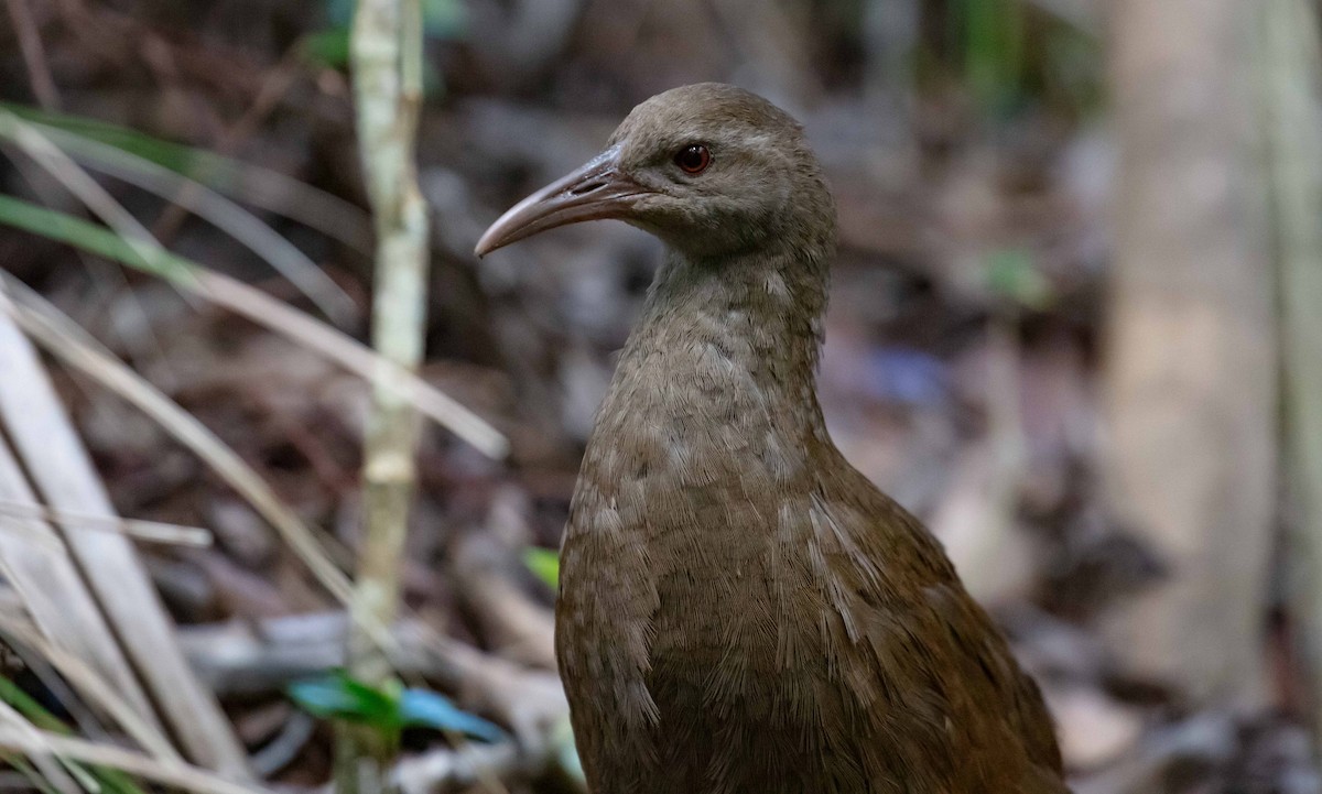 ロードハウクイナ - ML646684140