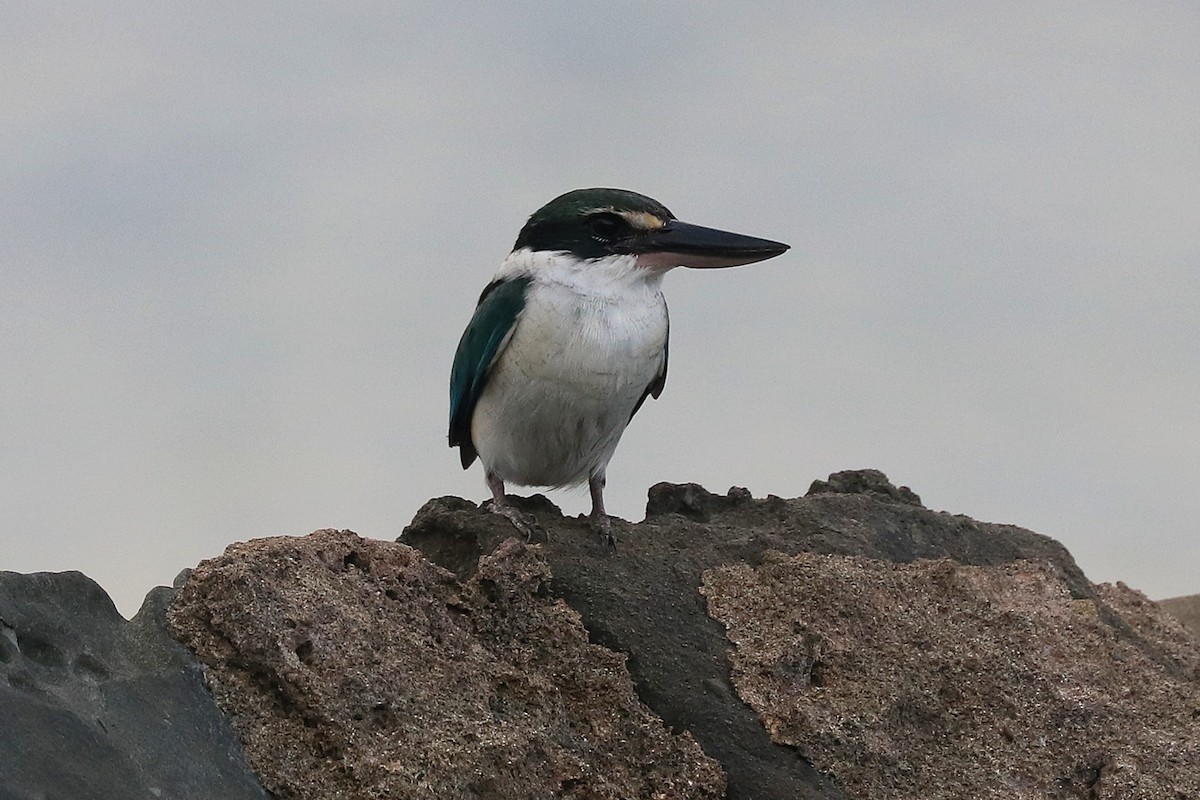 ナンヨウショウビン - ML646684144