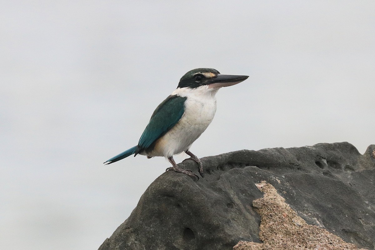 ナンヨウショウビン - ML646684145