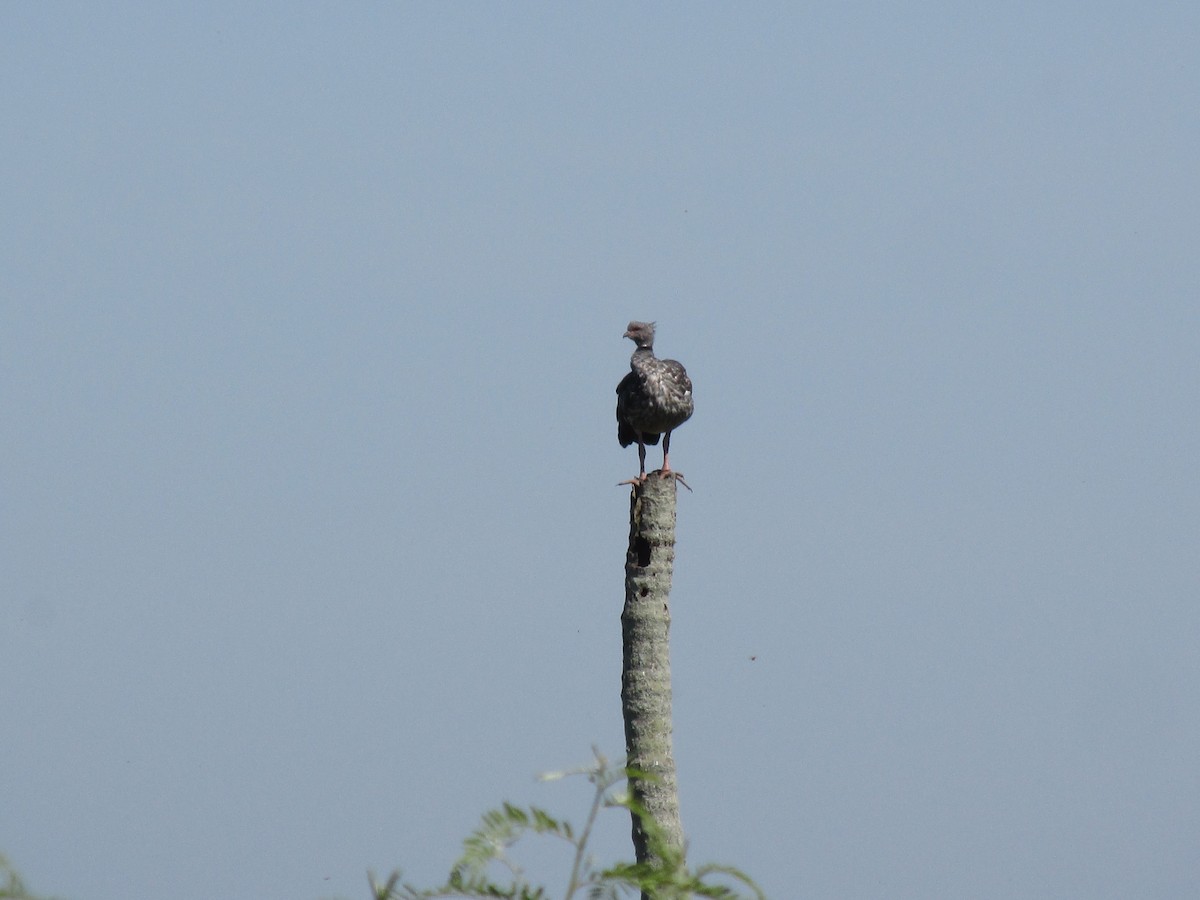 カンムリサケビドリ - ML646684146