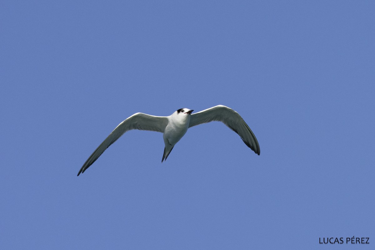 アジサシ - ML646684147