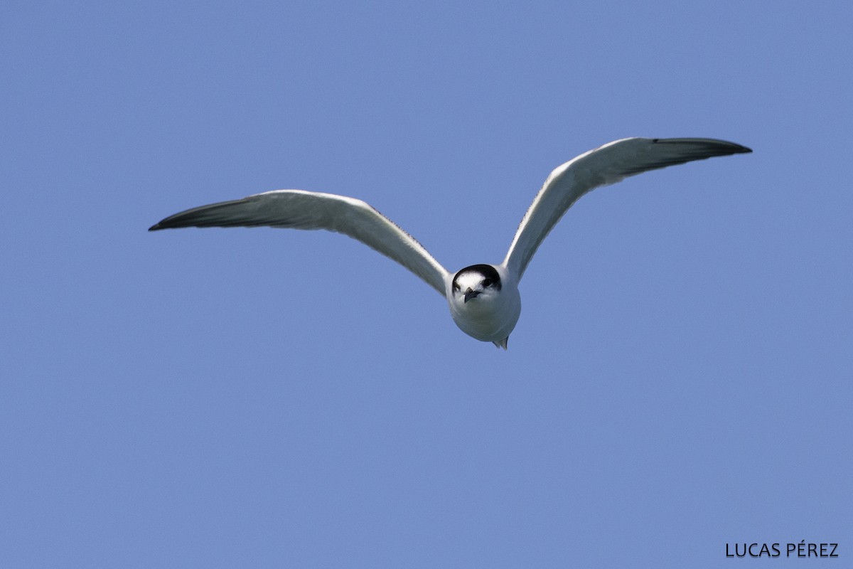 アジサシ - ML646684148