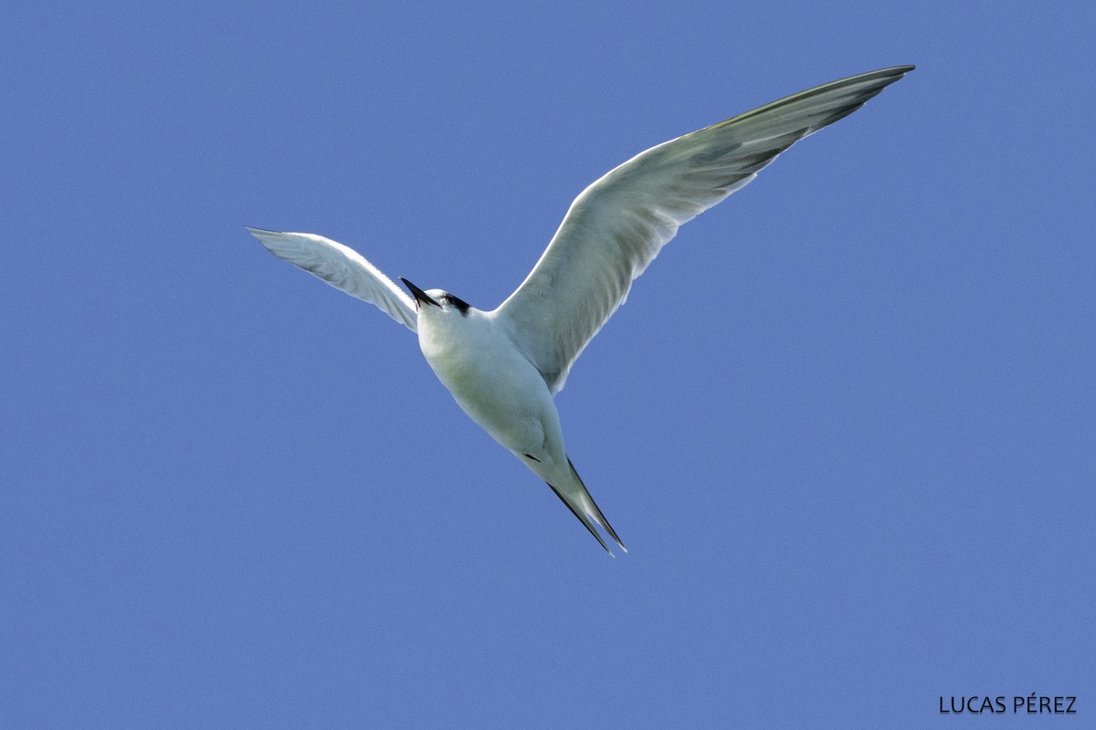 アジサシ - ML646684149