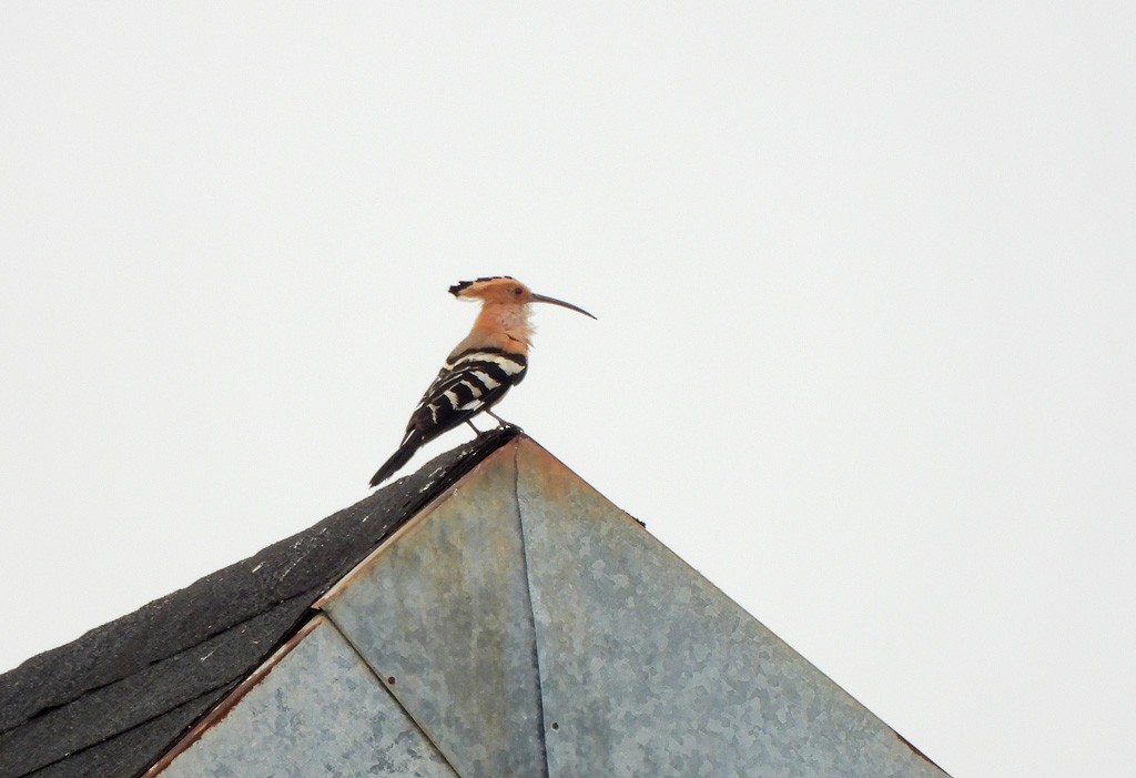 マダガスカルヤツガシラ - ML646684150