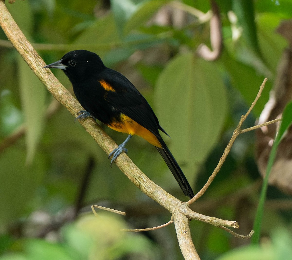 セントルシアムクドリモドキ - ML646684152