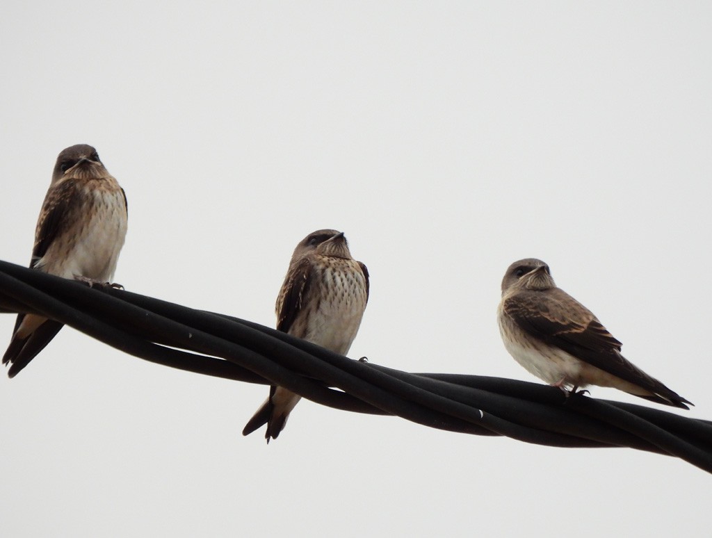 ムナフショウドウツバメ - ML646684155