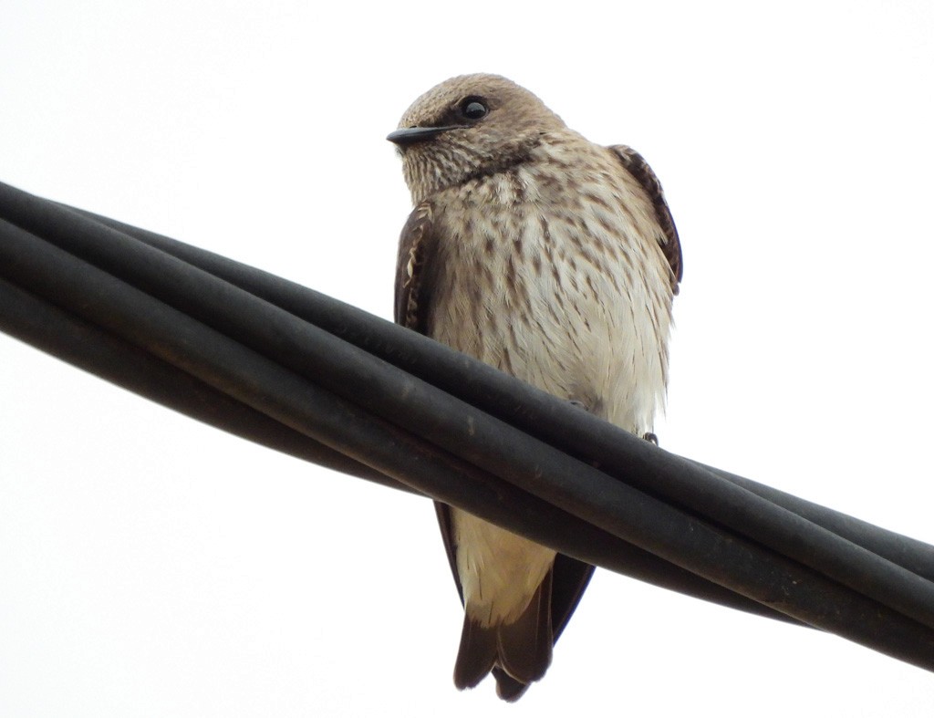 ムナフショウドウツバメ - ML646684156