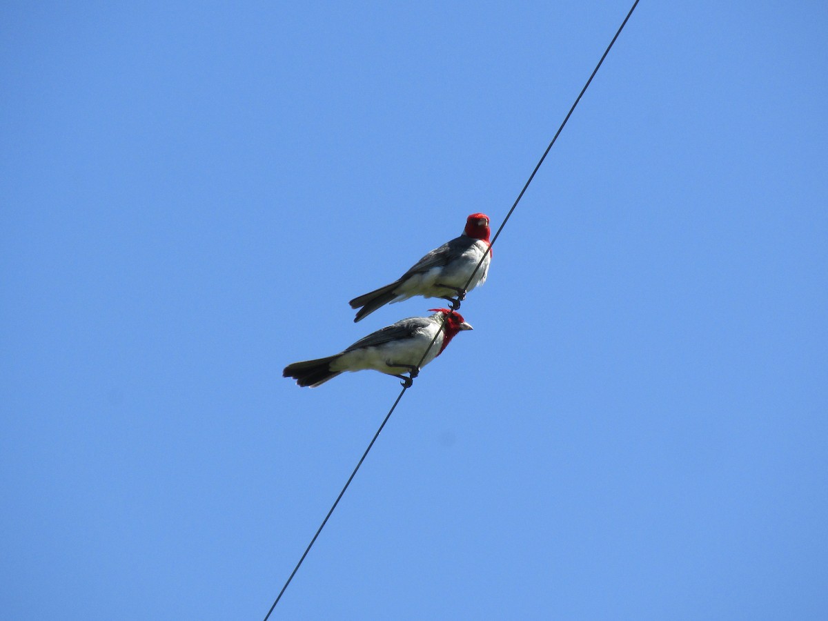 コウカンチョウ - ML646684157