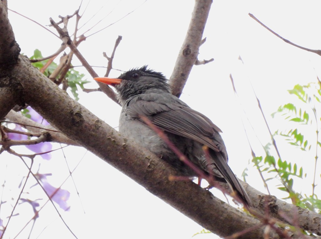 クロヒヨドリ - ML646684160