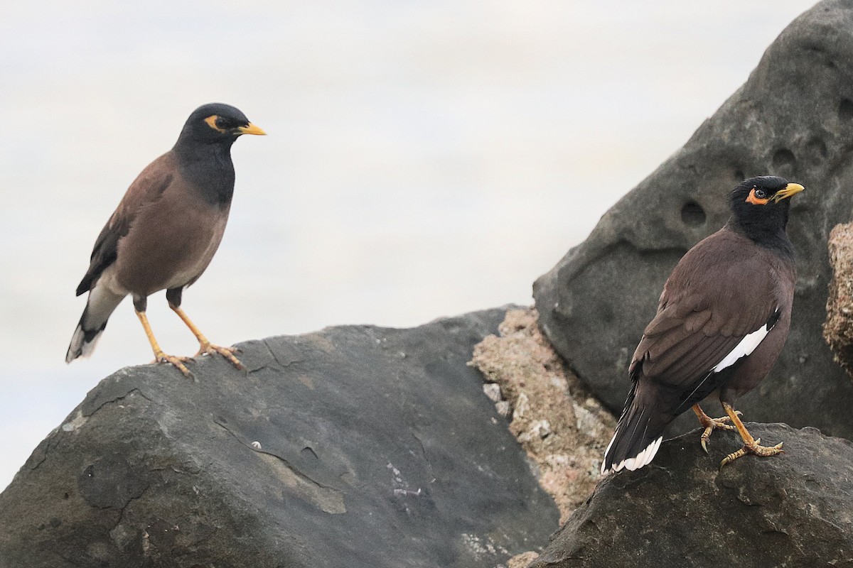 インドハッカ - ML646684161