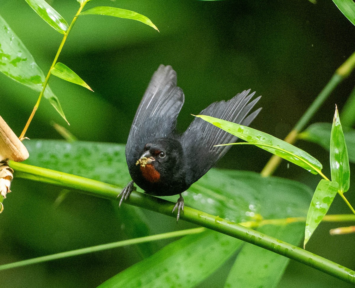 コクロアカウソ - ML646684162