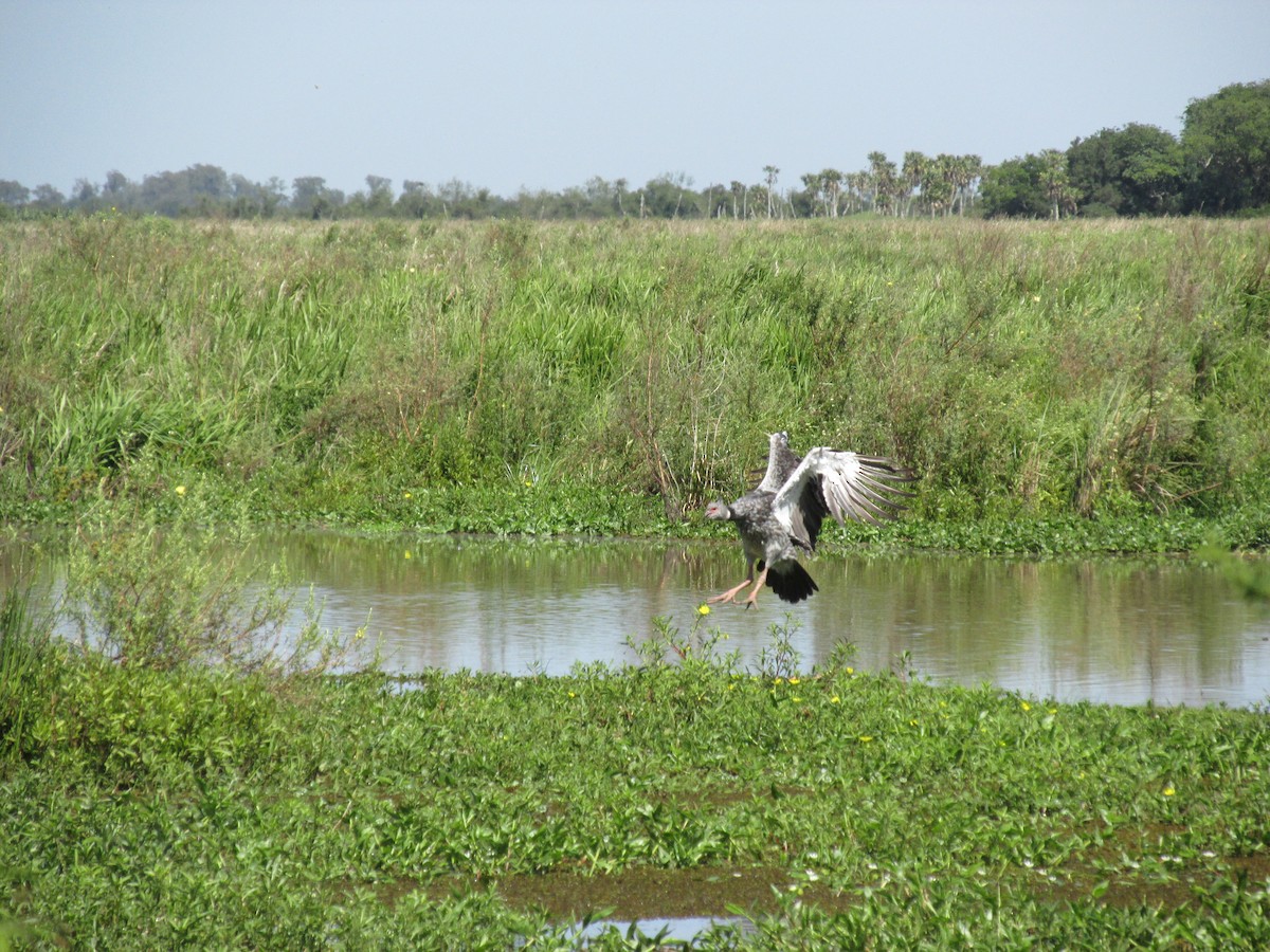カンムリサケビドリ - ML646684163