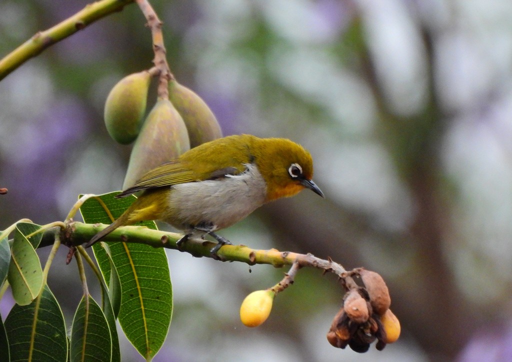 マダガスカルメジロ - ML646684164