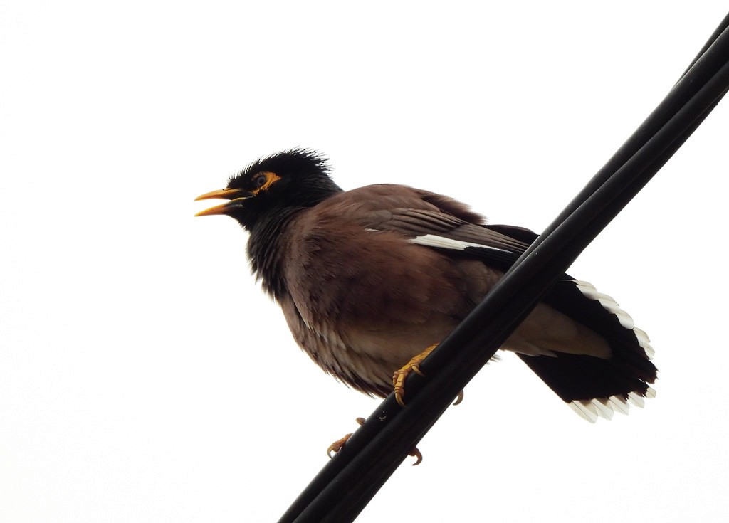 インドハッカ - ML646684165