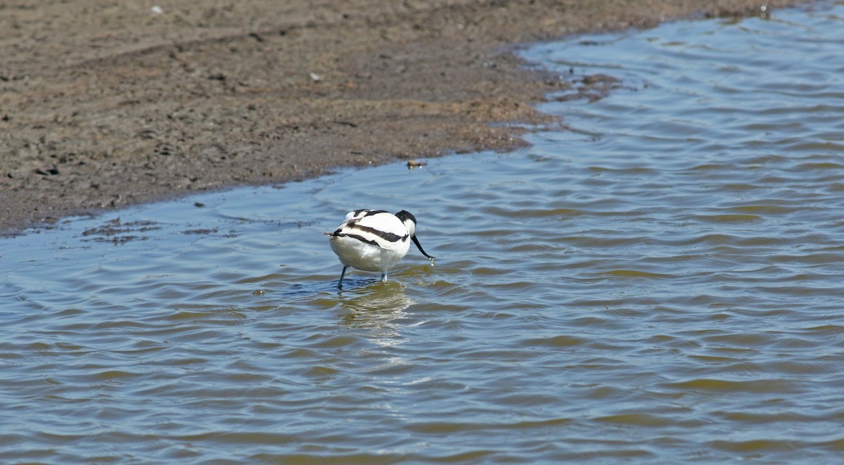 ソリハシセイタカシギ - ML646684166