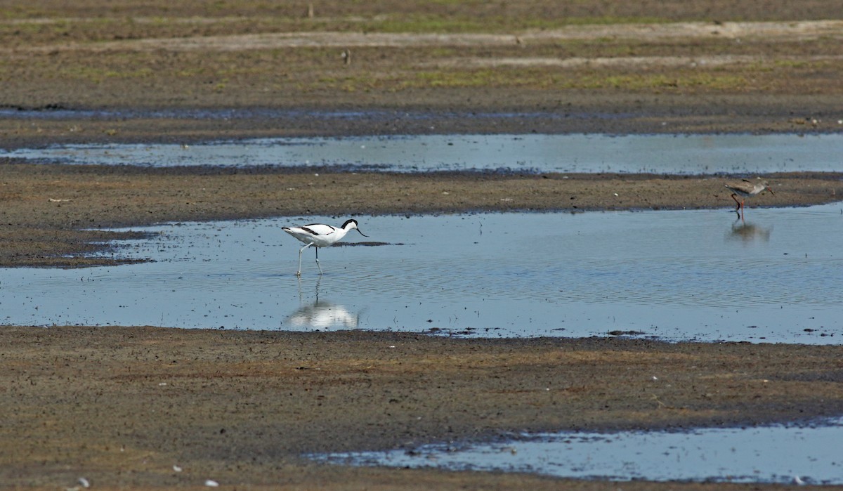 ソリハシセイタカシギ - ML646684167