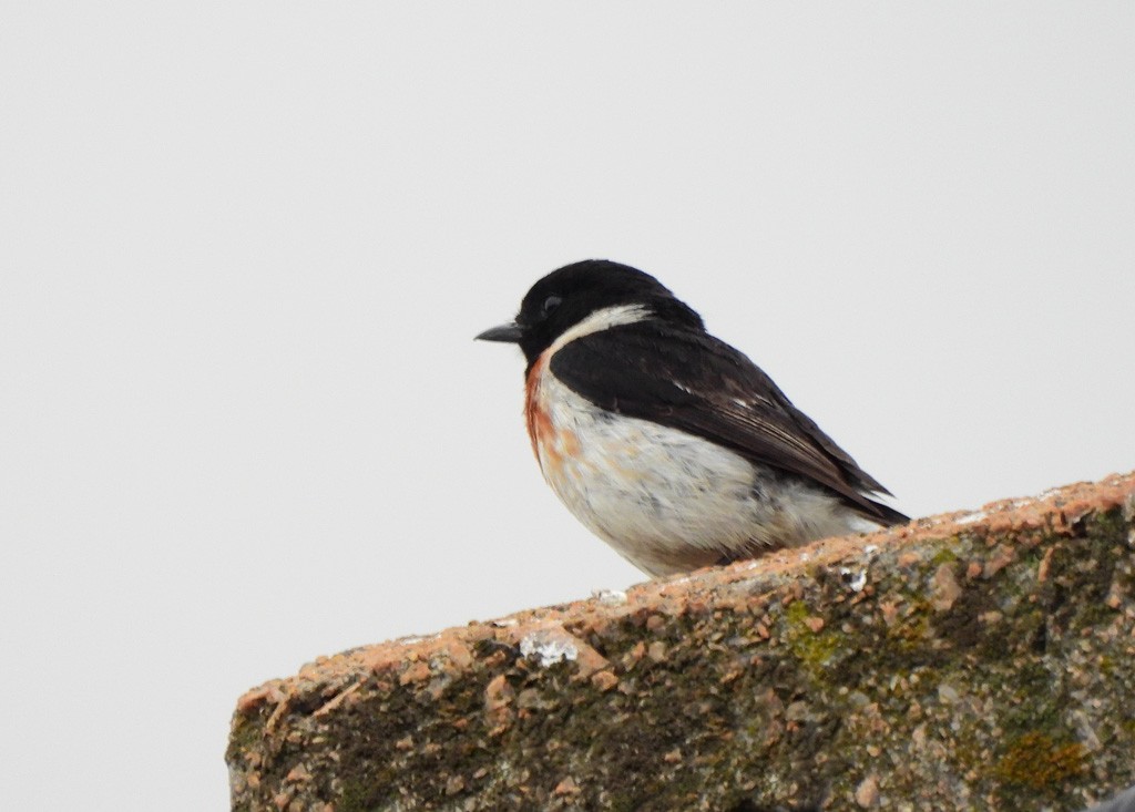 ニシノビタキ - ML646684168