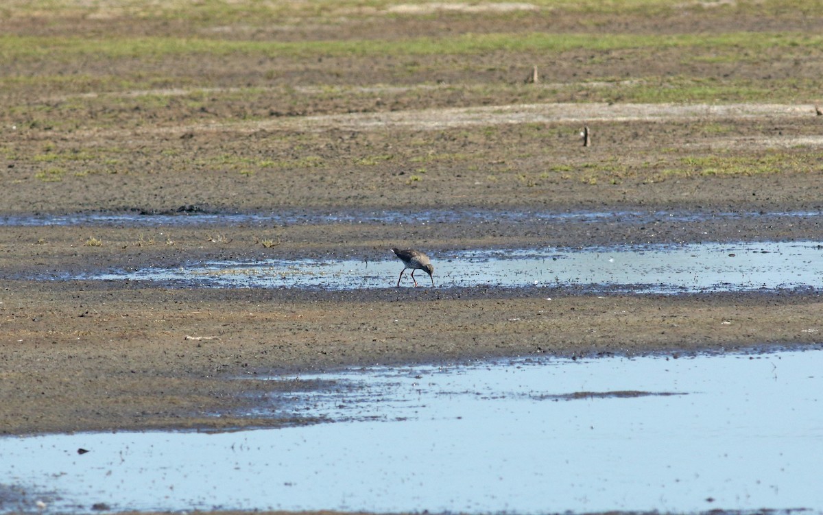 アカアシシギ - ML646684170