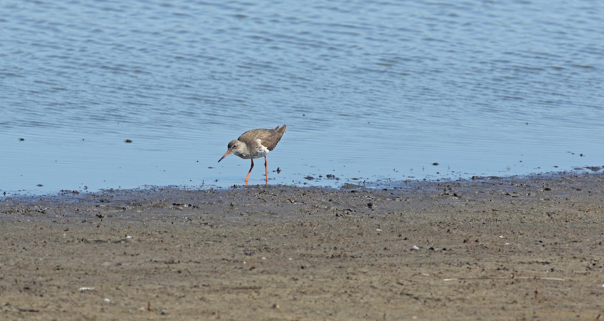 Chevalier gambette - ML646684171