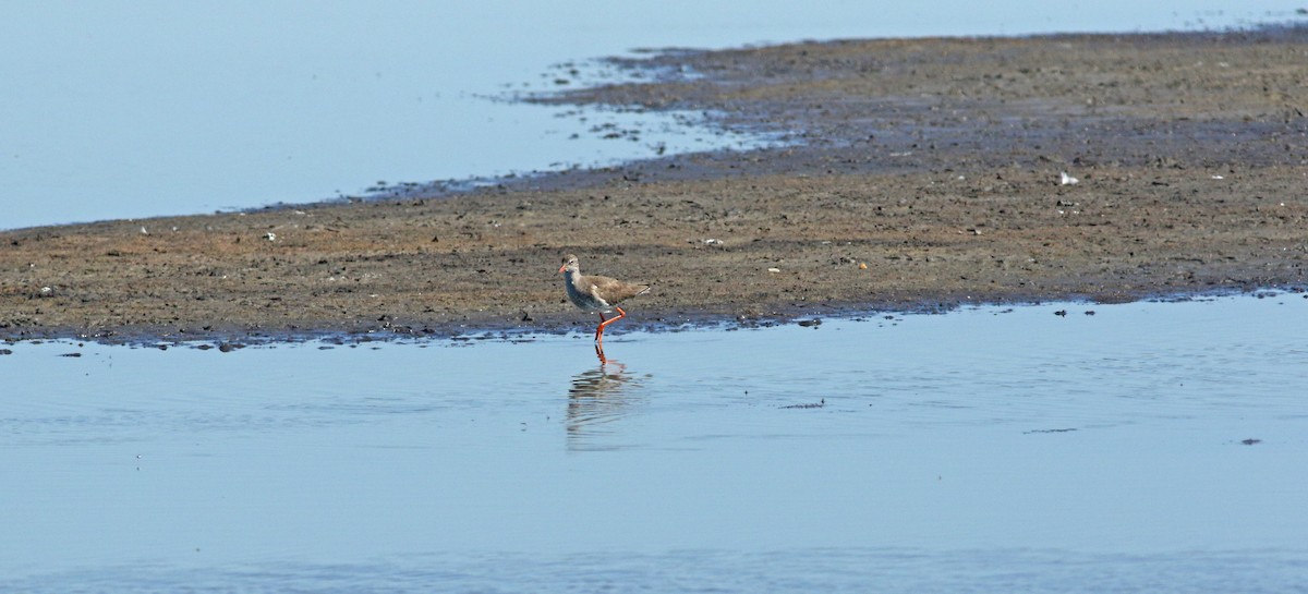 Chevalier gambette - ML646684172