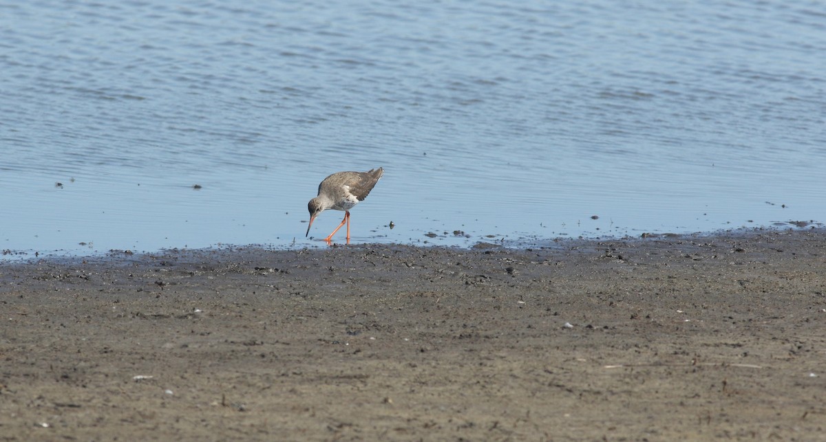 Chevalier gambette - ML646684173